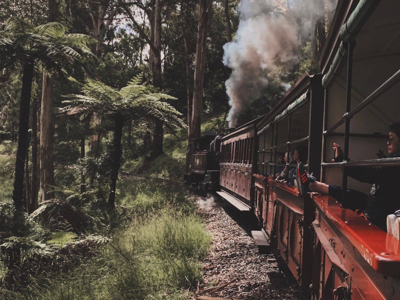 A steam train trailing smoke as it runs through ferny forest on a narrow-gauge track