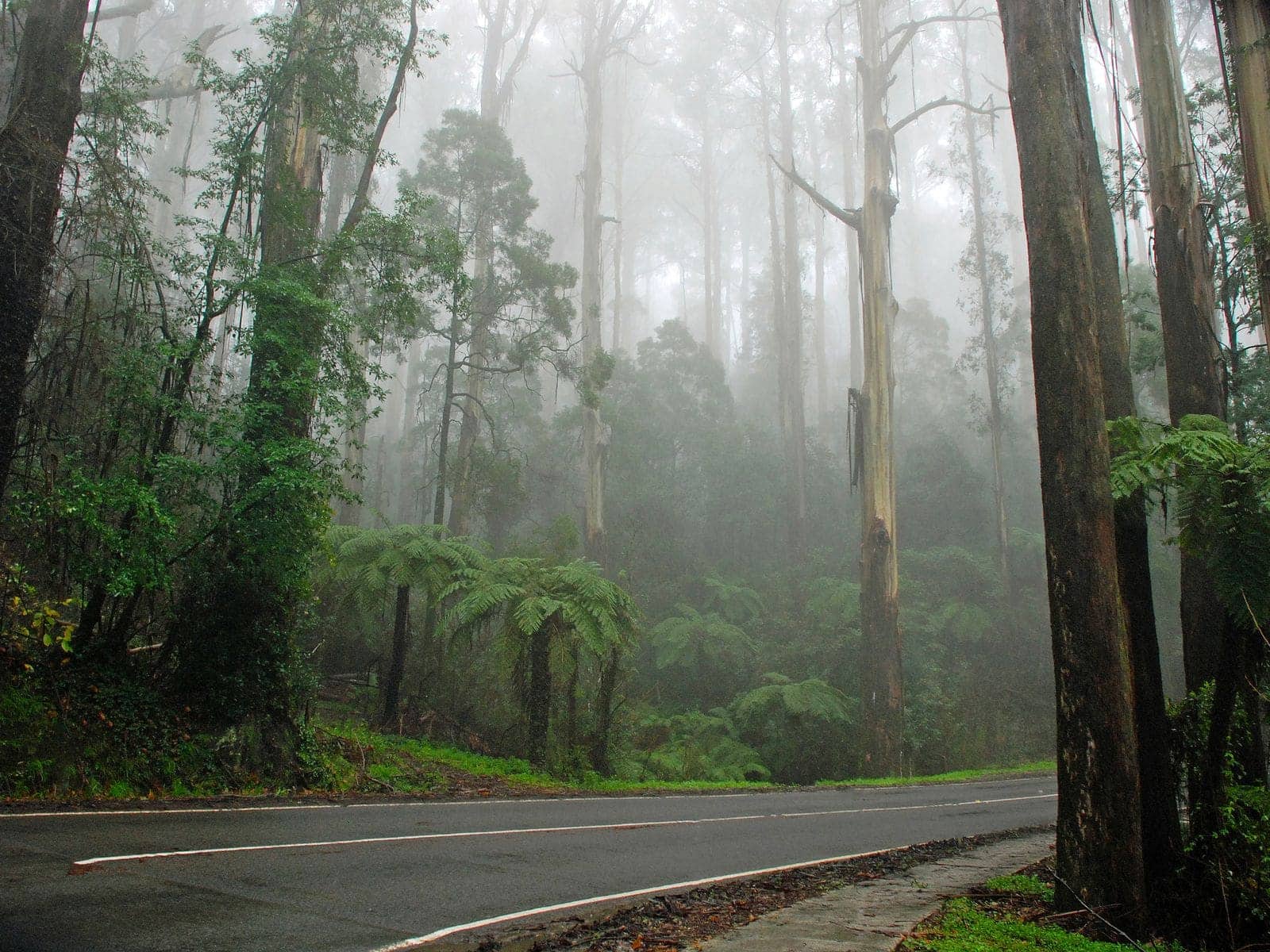 Mist drifting between tall straight eucalypts above a quiet forest road