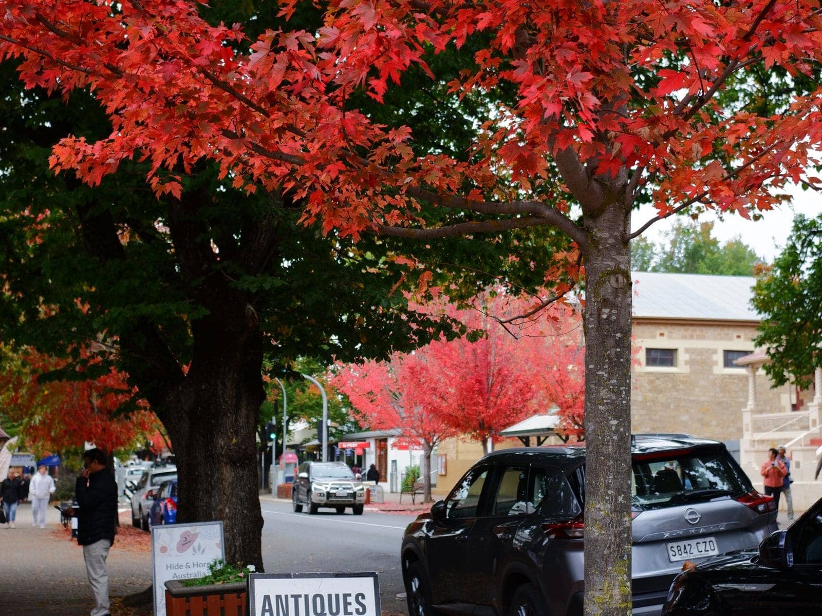 A main street lined with red-leaved maples and an antiques sign on the footpath