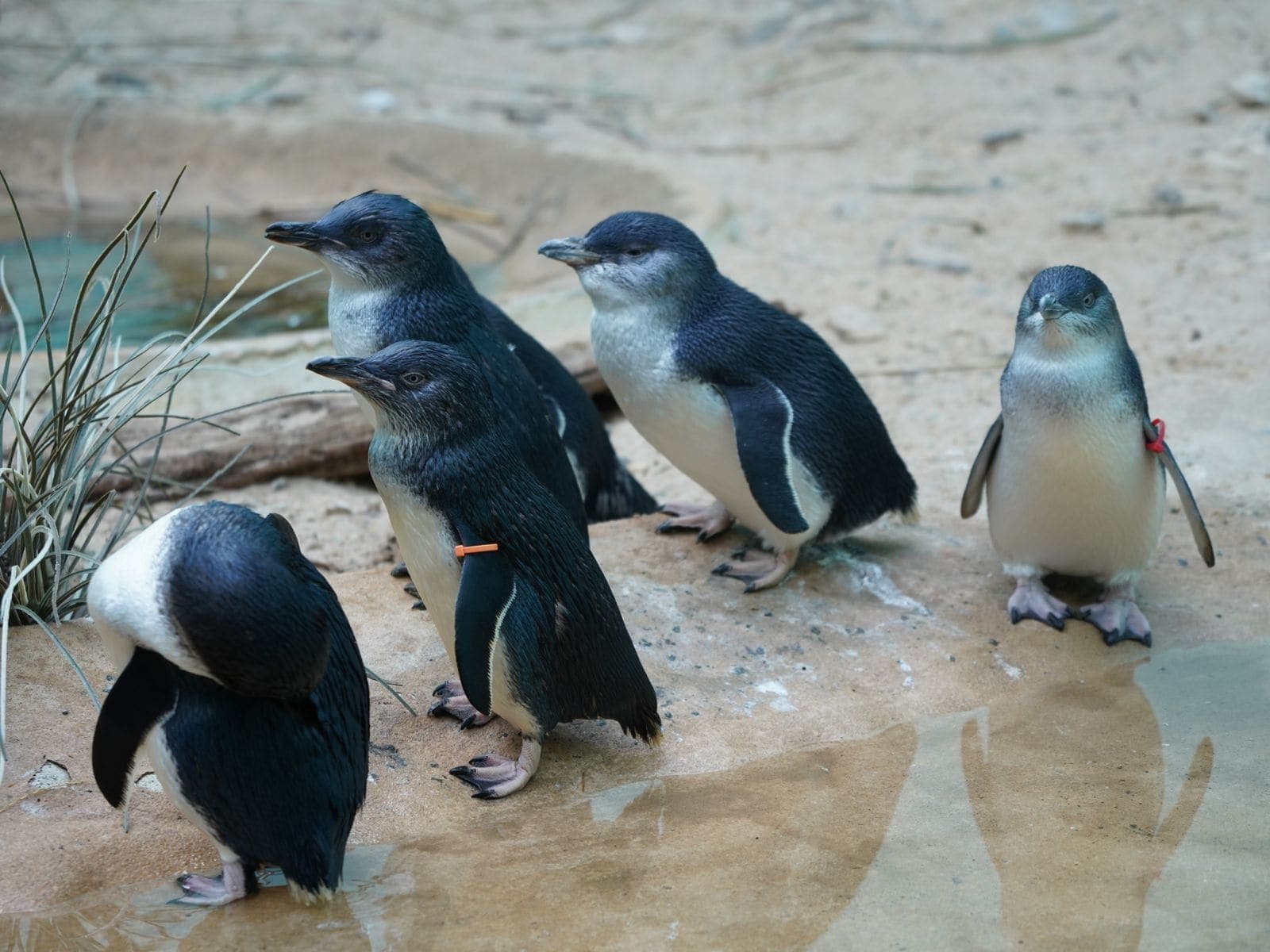 A small group of little penguins standing together on wet sand at the water's edge