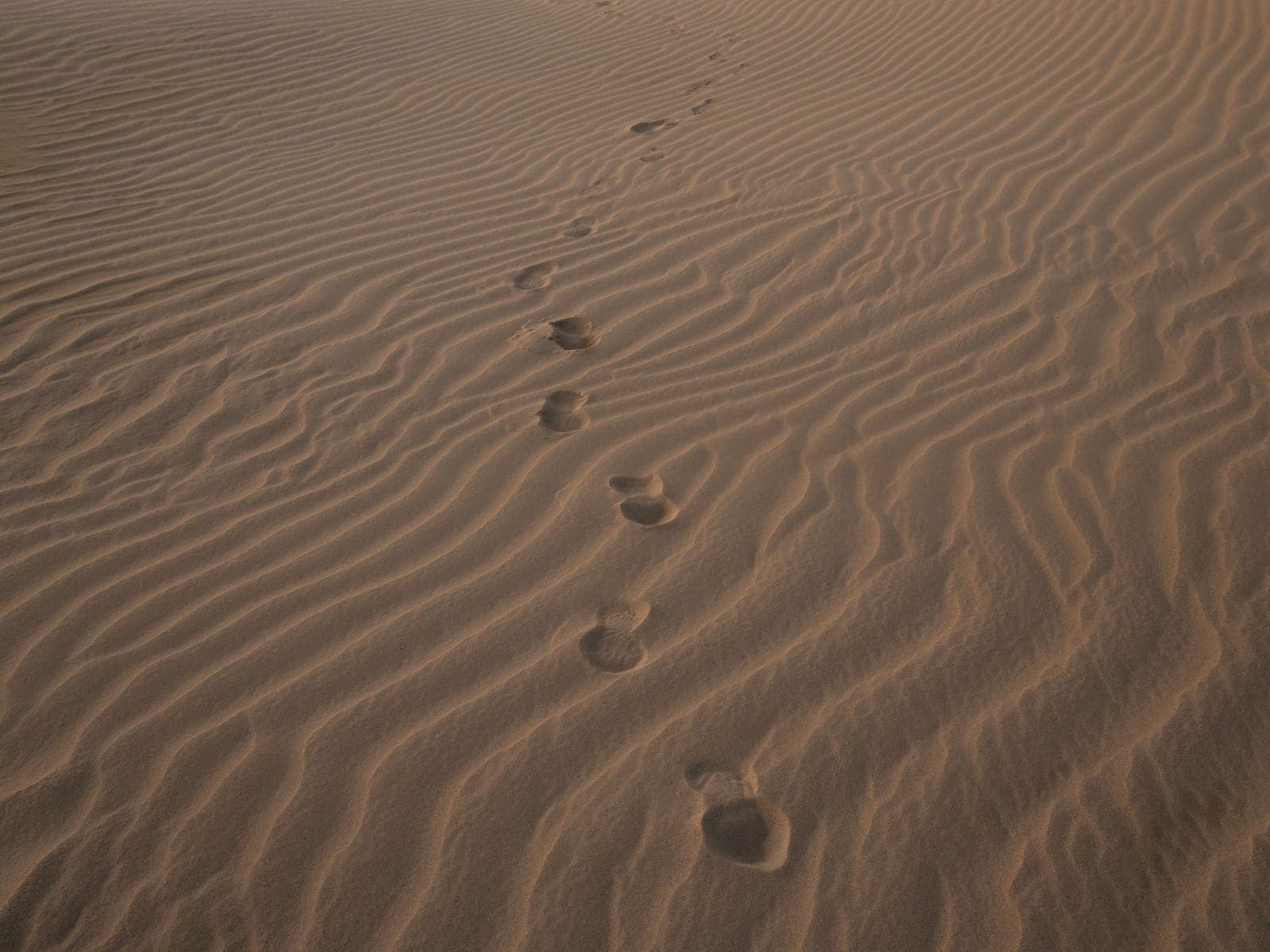 Footprints crossing rippled sand dunes in low evening light