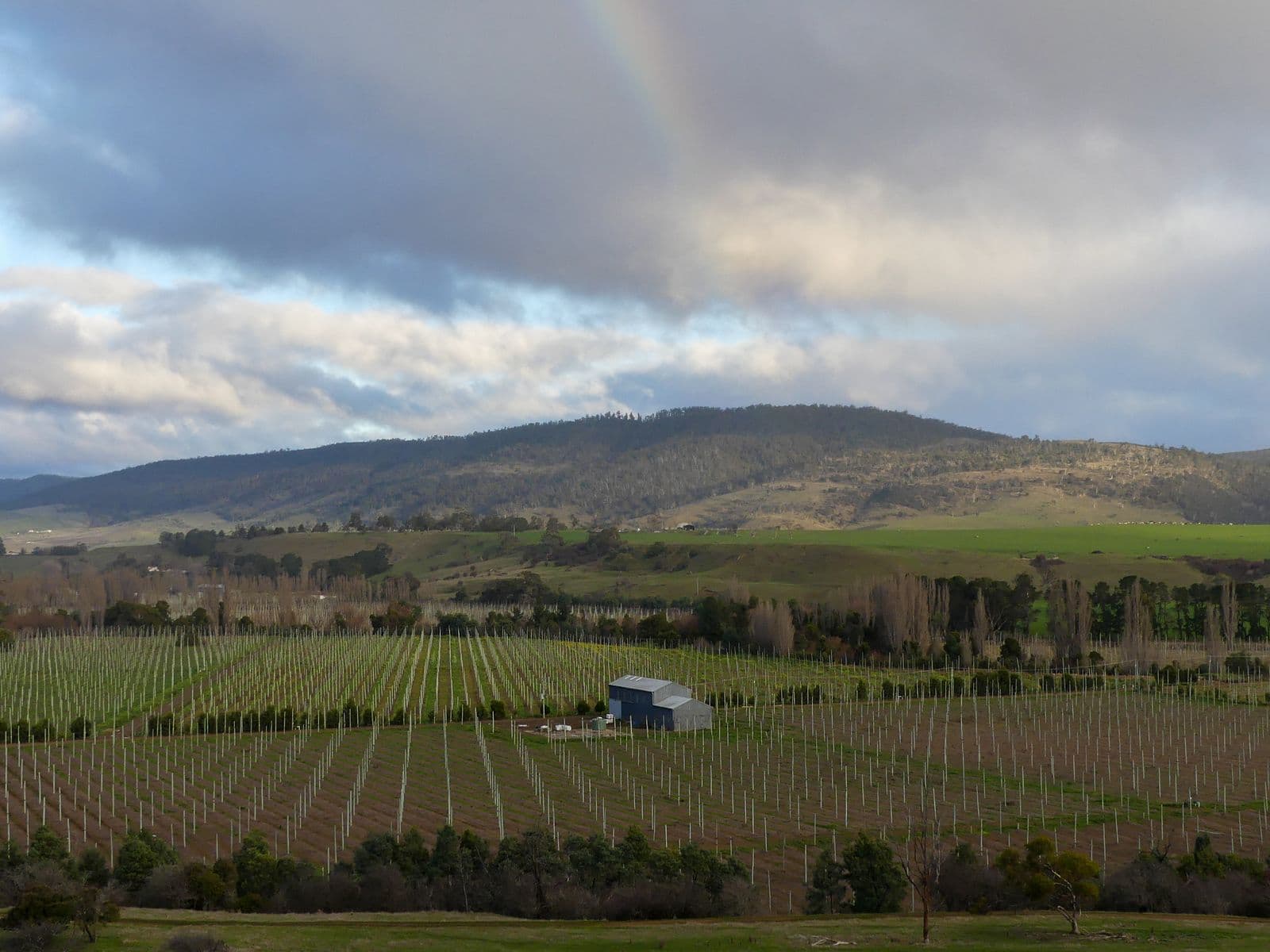 Vine rows running to a low ridge under a broken, dramatic sky