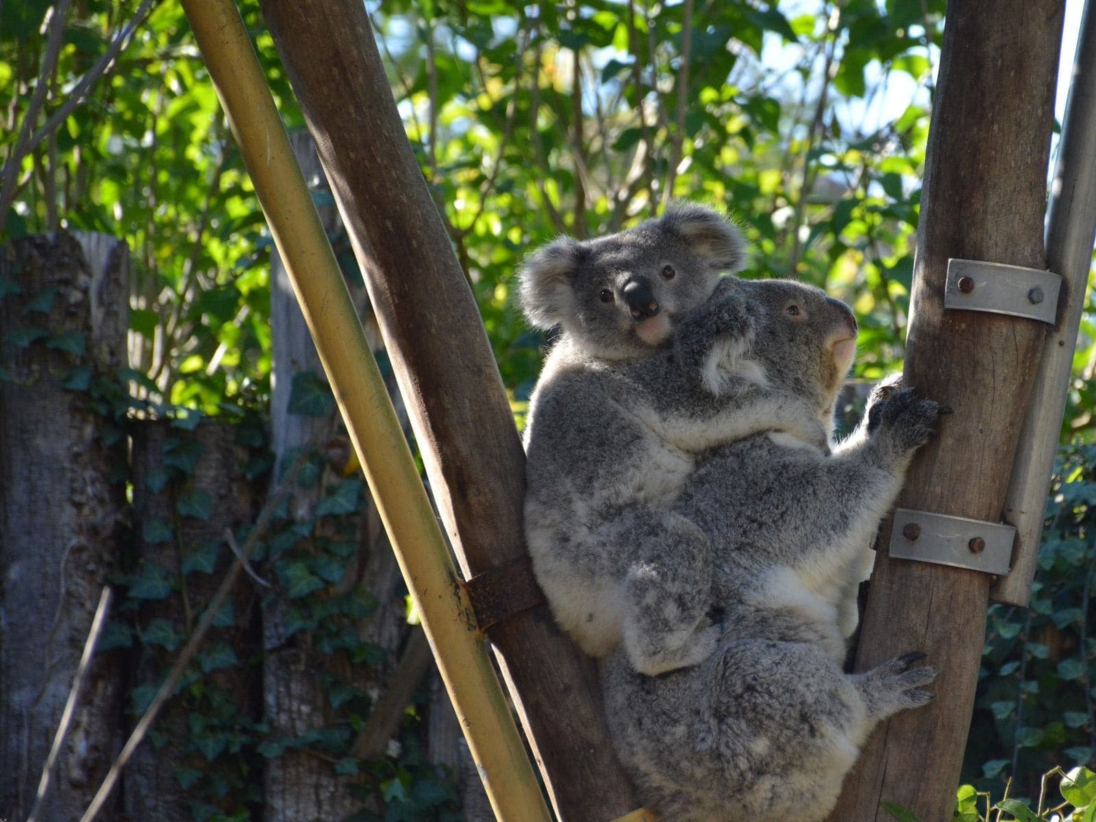 A koala carrying a joey on its back, gripping a timber pole among green leaves