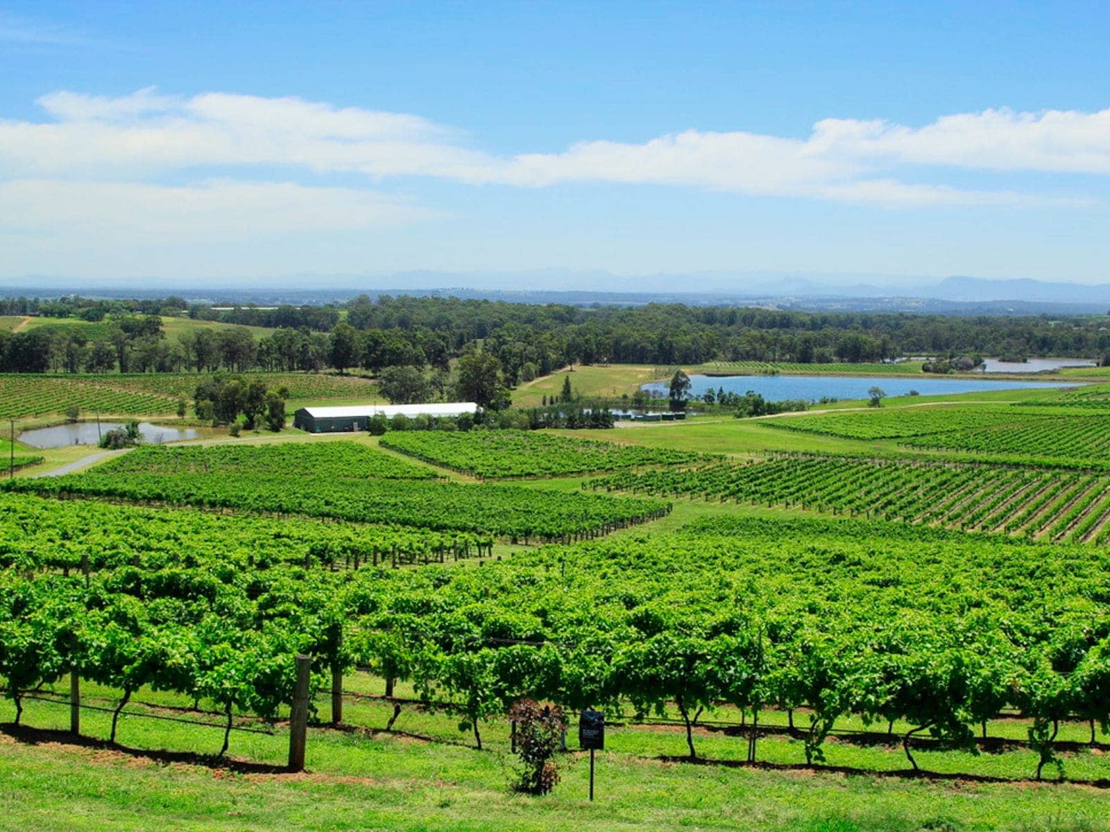 Rows of green vines running across a valley floor toward a dam and distant hills